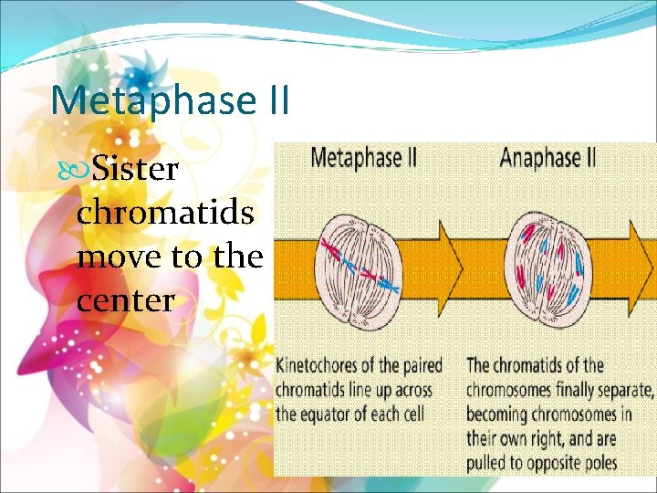 Metaphase II Sister chromatids move to the center 