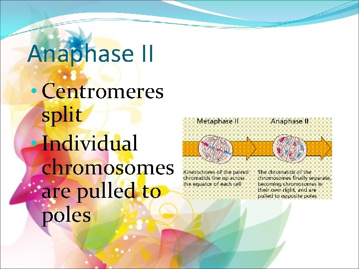 Anaphase II • Centromeres split • Individual chromosomes are pulled to poles 