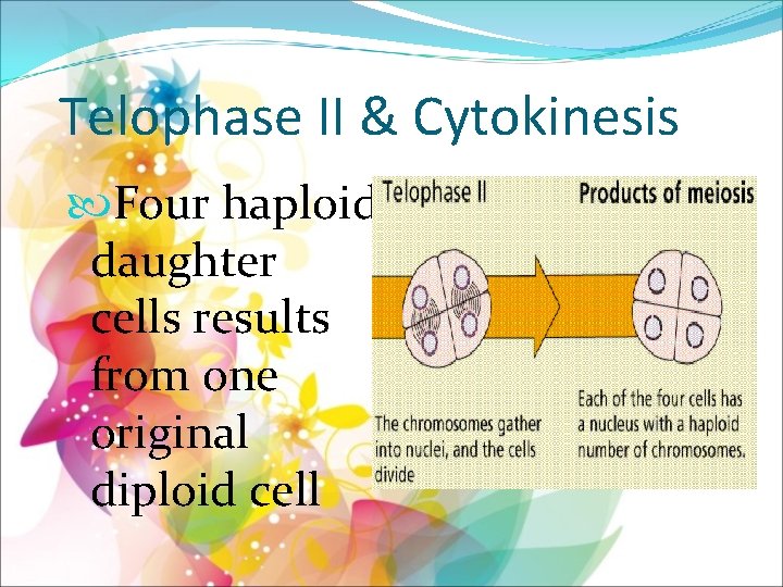 Telophase II & Cytokinesis Four haploid daughter cells results from one original diploid cell