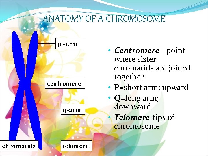 ANATOMY OF A CHROMOSOME p -arm centromere q-arm chromatids telomere • Centromere - point