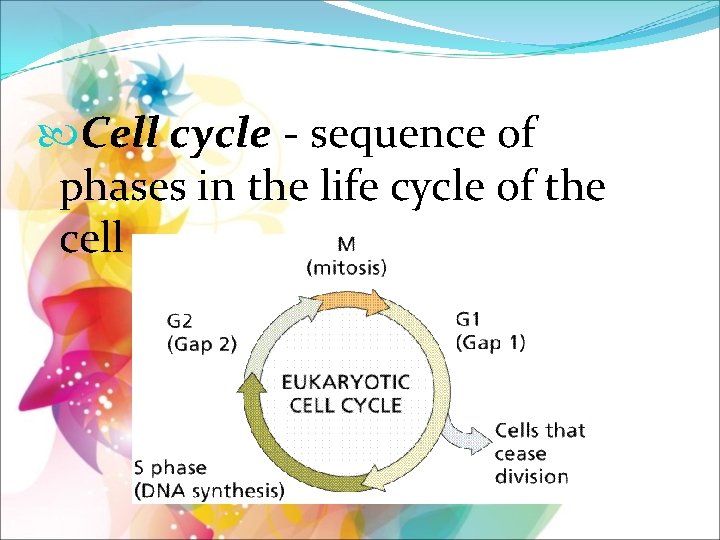  Cell cycle - sequence of phases in the life cycle of the cell