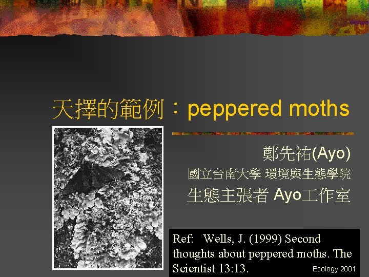 天擇的範例：peppered moths 鄭先祐(Ayo) 國立台南大學 環境與生態學院 生態主張者 Ayo 作室 Ref: Wells, J. (1999) Second thoughts