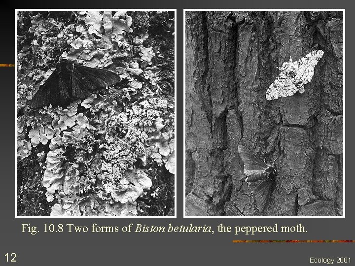 Fig. 10. 8 Two forms of Biston betularia, the peppered moth. 12 Ecology 2001