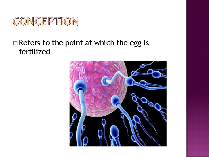 � Refers to the point at which the egg is fertilized 