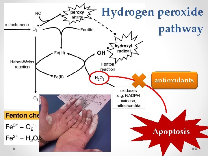 Introduction 2 Hydrogen peroxide pathway oxidative antioxidants damage
