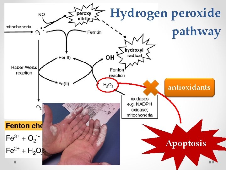 Hydrogen peroxide pathway oxidative antioxidants damage Apoptosis 8 