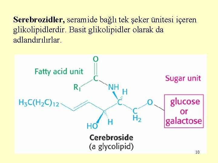 Serebrozidler, seramide bağlı tek şeker ünitesi içeren glikolipidlerdir. Basit glikolipidler olarak da adlandırılırlar. 10