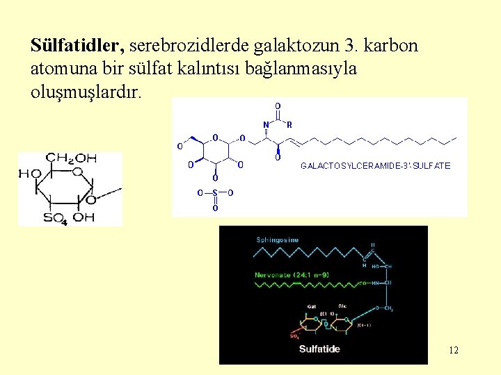 Sülfatidler, serebrozidlerde galaktozun 3. karbon atomuna bir sülfat kalıntısı bağlanmasıyla oluşmuşlardır. 12 