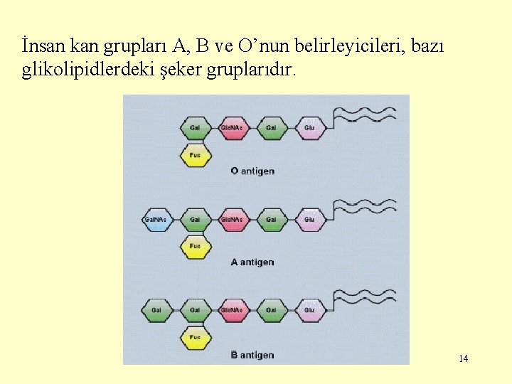 İnsan kan grupları A, B ve O’nun belirleyicileri, bazı glikolipidlerdeki şeker gruplarıdır. 14 