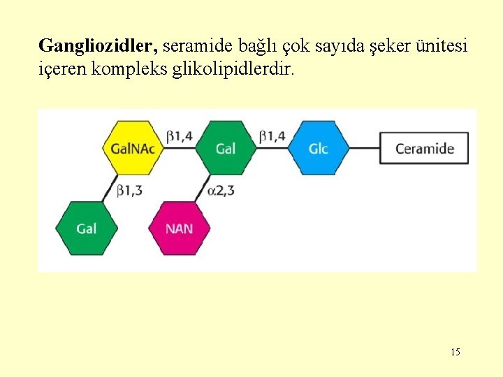 Gangliozidler, seramide bağlı çok sayıda şeker ünitesi içeren kompleks glikolipidlerdir. 15 