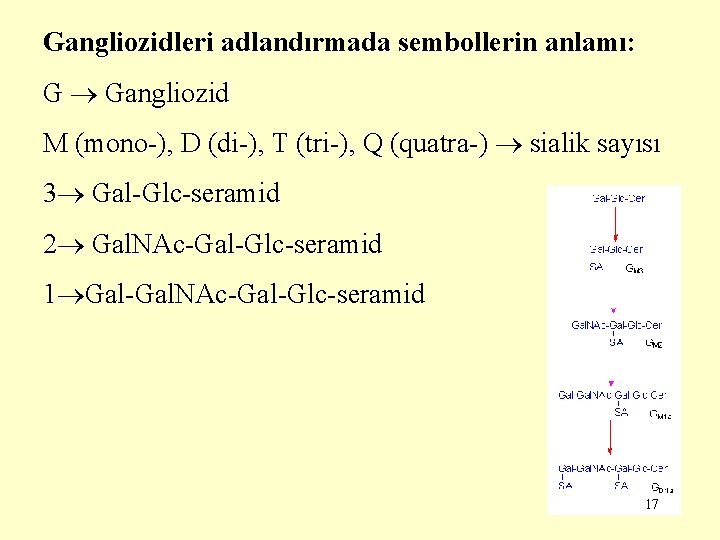 Gangliozidleri adlandırmada sembollerin anlamı: G Gangliozid M (mono-), D (di-), T (tri-), Q (quatra-)