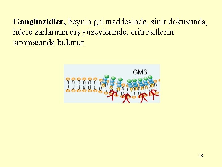 Gangliozidler, beynin gri maddesinde, sinir dokusunda, hücre zarlarının dış yüzeylerinde, eritrositlerin stromasında bulunur. 19