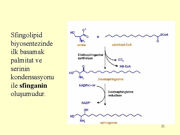 Sfingolipid biyosentezinde ilk basamak palmitat ve serinin kondensasyonu ile sfinganin oluşumudur. 21 