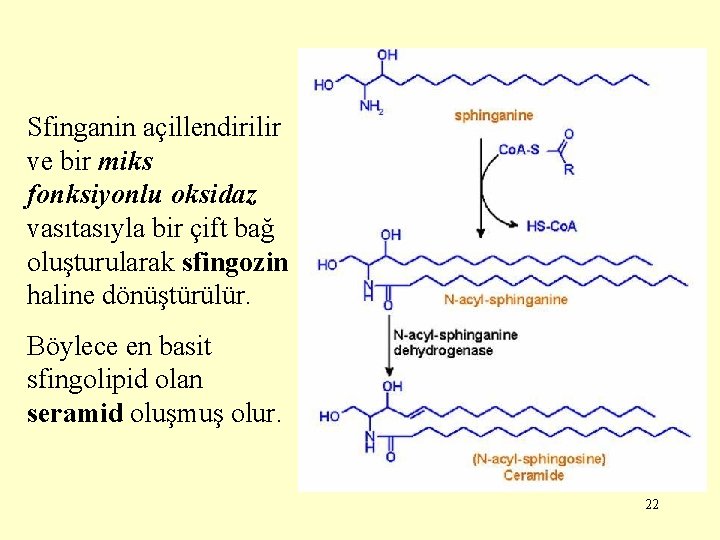 Sfinganin açillendirilir ve bir miks fonksiyonlu oksidaz vasıtasıyla bir çift bağ oluşturularak sfingozin haline