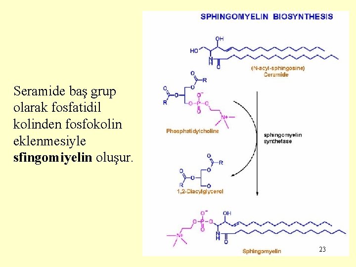 Seramide baş grup olarak fosfatidil kolinden fosfokolin eklenmesiyle sfingomiyelin oluşur. 23 