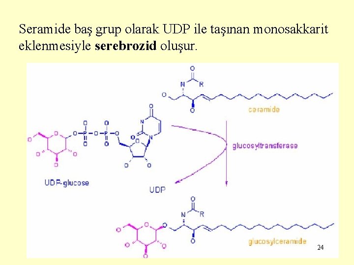 Seramide baş grup olarak UDP ile taşınan monosakkarit eklenmesiyle serebrozid oluşur. 24 