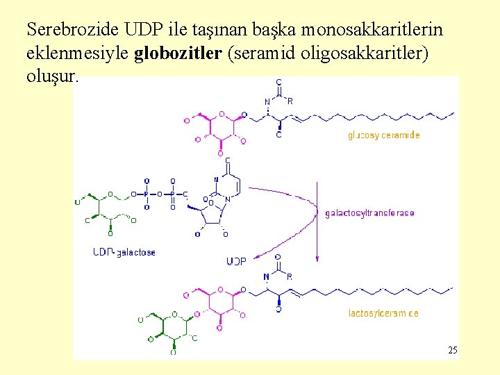 Serebrozide UDP ile taşınan başka monosakkaritlerin eklenmesiyle globozitler (seramid oligosakkaritler) oluşur. 25 