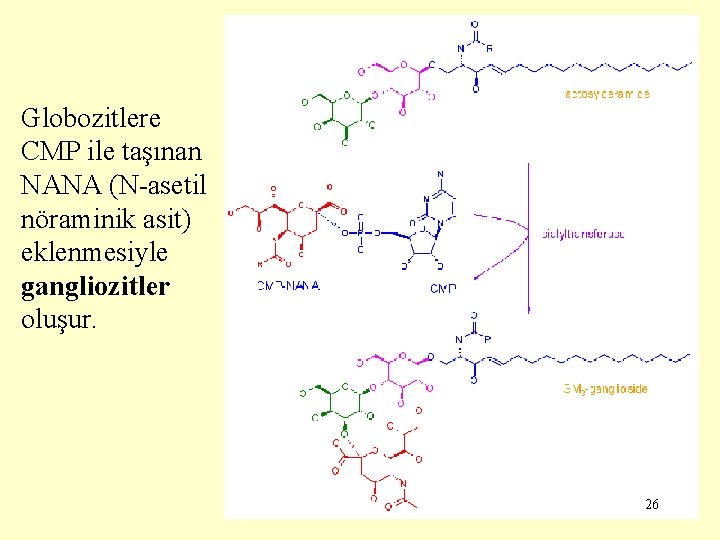 Globozitlere CMP ile taşınan NANA (N-asetil nöraminik asit) eklenmesiyle gangliozitler oluşur. 26 
