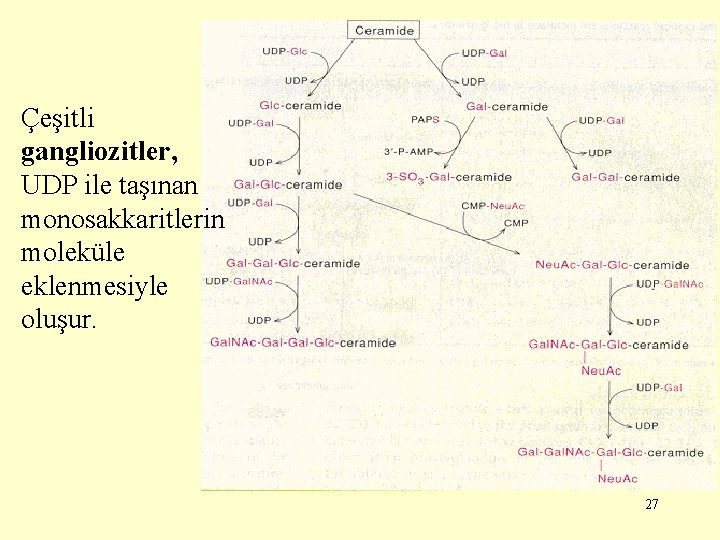 Çeşitli gangliozitler, UDP ile taşınan monosakkaritlerin moleküle eklenmesiyle oluşur. 27 