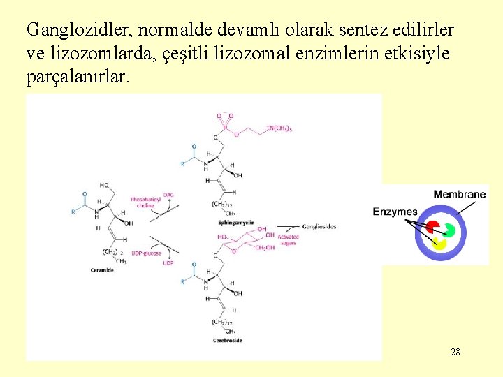 Ganglozidler, normalde devamlı olarak sentez edilirler ve lizozomlarda, çeşitli lizozomal enzimlerin etkisiyle parçalanırlar. 28