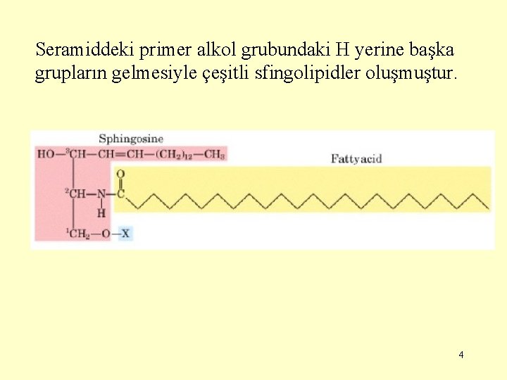 Seramiddeki primer alkol grubundaki H yerine başka grupların gelmesiyle çeşitli sfingolipidler oluşmuştur. 4 