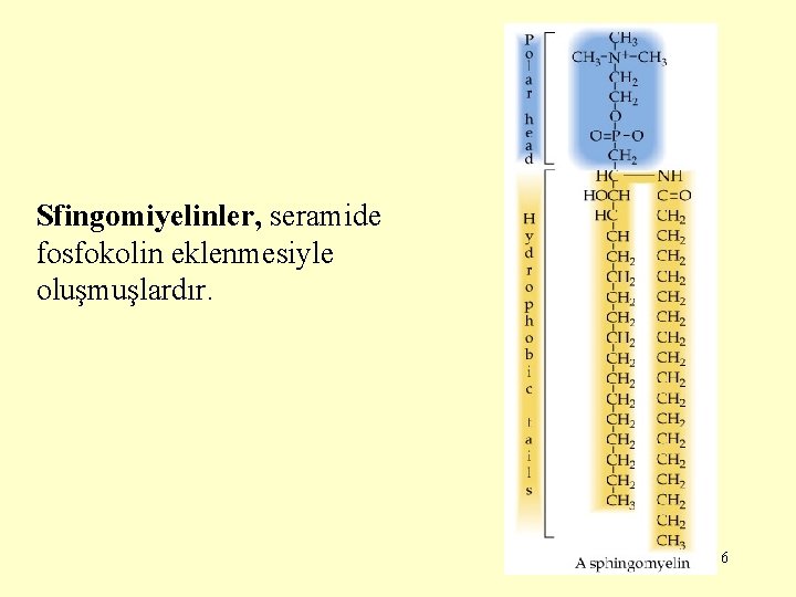 Sfingomiyelinler, seramide fosfokolin eklenmesiyle oluşmuşlardır. 6 