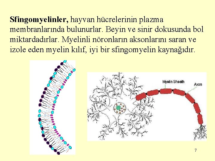 Sfingomyelinler, hayvan hücrelerinin plazma membranlarında bulunurlar. Beyin ve sinir dokusunda bol miktardadırlar. Myelinli nöronların