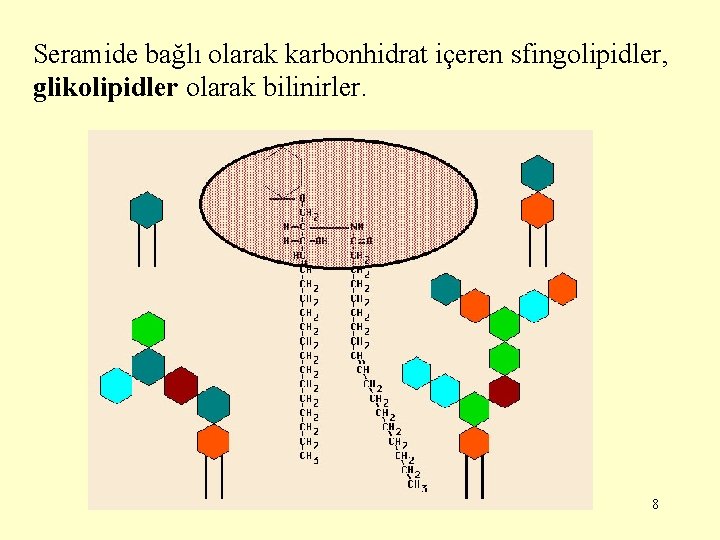 Seramide bağlı olarak karbonhidrat içeren sfingolipidler, glikolipidler olarak bilinirler. 8 