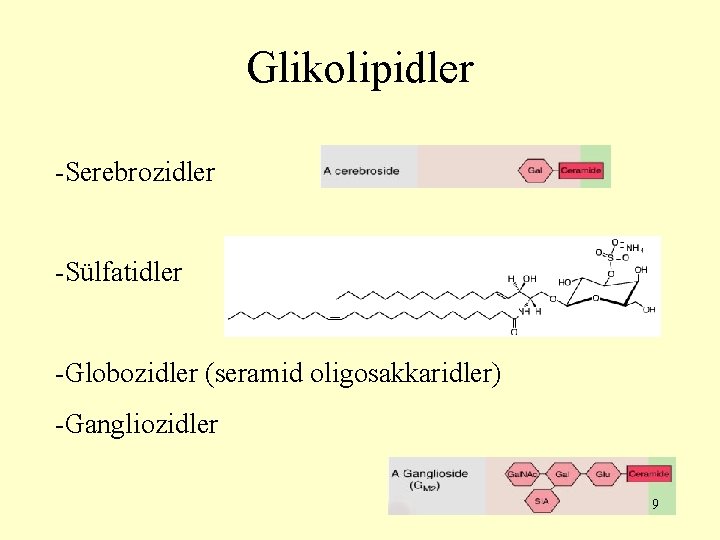 Glikolipidler -Serebrozidler -Sülfatidler -Globozidler (seramid oligosakkaridler) -Gangliozidler 9 