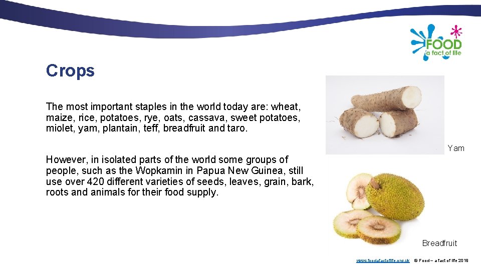 Crops The most important staples in the world today are: wheat, maize, rice, potatoes,