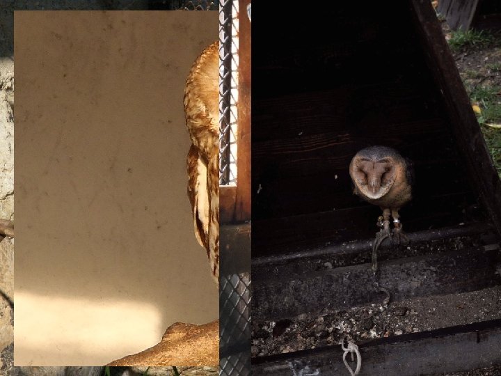 Sovy • jsou uzpůsobené k nočnímu lovu • mají velké oči, výborný zrak a Sovy • jsou uzpůsobené k nočnímu lovu • mají velké oči, výborný zrak a