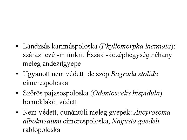  • Lándzsás karimáspoloska (Phyllomorpha laciniata): száraz levél-mimikri, Északi-középhegység néhány meleg andezitgyepe • Ugyanott