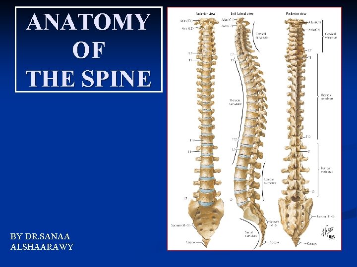 ANATOMY OF THE SPINE BY DR. SANAA ALSHAARAWY 