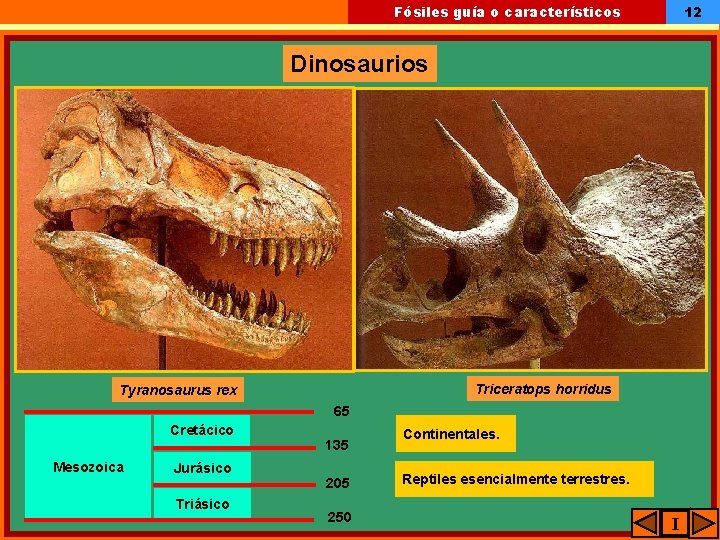 12 Fósiles guía o característicos Dinosaurios Triceratops horridus Tyranosaurus rex 65 Cretácico Mesozoica Jurásico