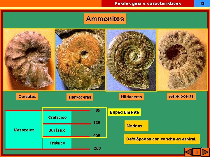 13 Fósiles guía o característicos Ammonites Ceratites Hildoceras Harpoceras 65 Aspidoceras Especialmente Cretácico 135