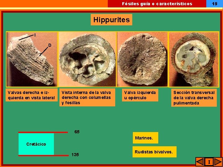 15 Fósiles guía o característicos Hippurites I D Valvas derecha e izquierda en vista