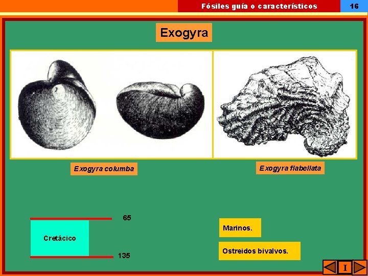 16 Fósiles guía o característicos Exogyra flabellata Exogyra columba 65 Marinos. Cretácico 135 Ostreidos