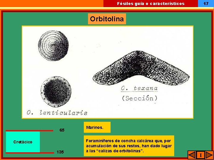 17 Fósiles guía o característicos Orbitolina 65 Cretácico 135 Marinos. Foraminíferos de concha calcárea