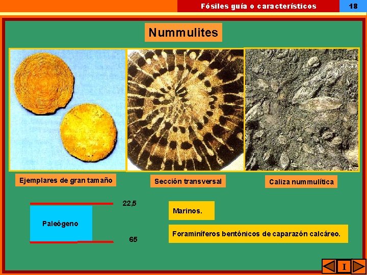 18 Fósiles guía o característicos Nummulites Ejemplares de gran tamaño Sección transversal 22, 5