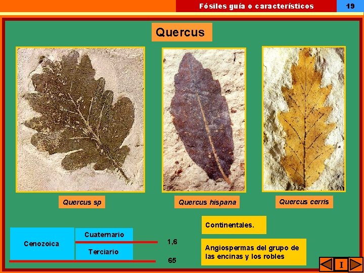 19 Fósiles guía o característicos Quercus sp Quercus hispana Quercus cerris Continentales. Cuaternario Cenozoica