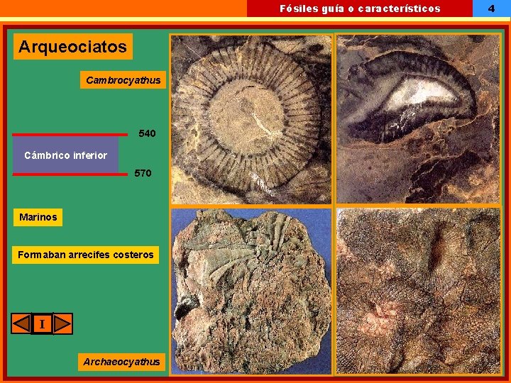 Fósiles guía o característicos Arqueociatos Cambrocyathus 540 Cámbrico inferior 570 Marinos Formaban arrecifes costeros