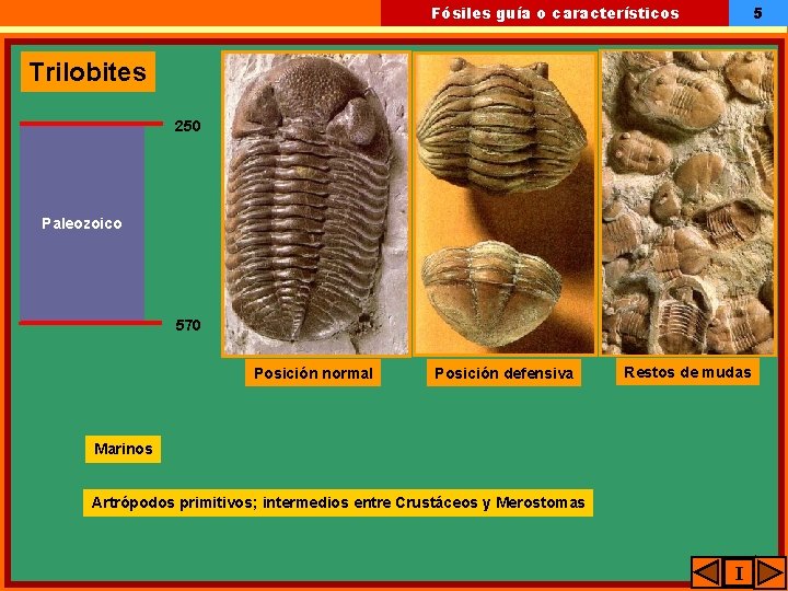 5 Fósiles guía o característicos Trilobites 250 Paleozoico 570 Posición normal Posición defensiva Restos