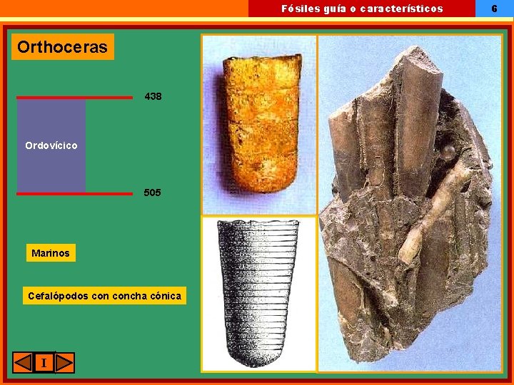 Fósiles guía o característicos Orthoceras 438 Ordovícico 505 Marinos Cefalópodos concha cónica I 6