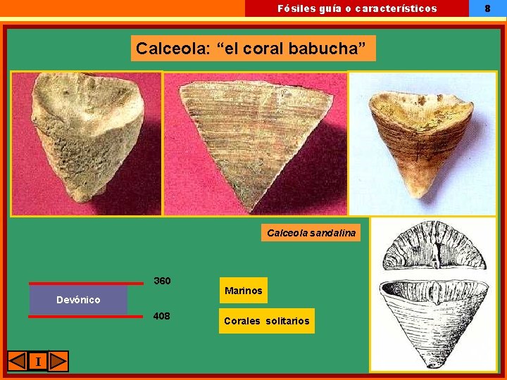 Fósiles guía o característicos Calceola: “el coral babucha” Calceola sandalina 360 Devónico 408 I