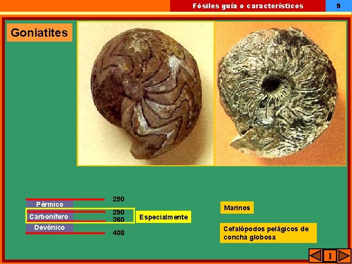 9 Fósiles guía o característicos Goniatites Pérmico Carbonífero Devónico 250 290 360 408 Marinos