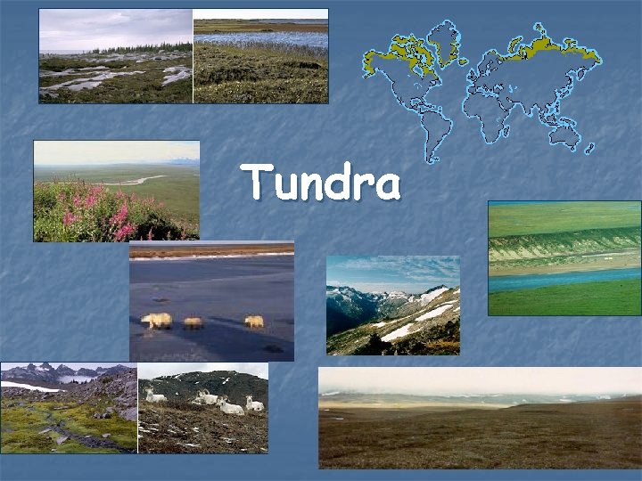 Tundra 