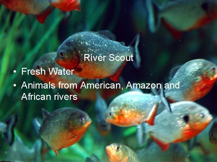 Galleries – River Scout • Fresh Water • Animals from American, Amazon and African