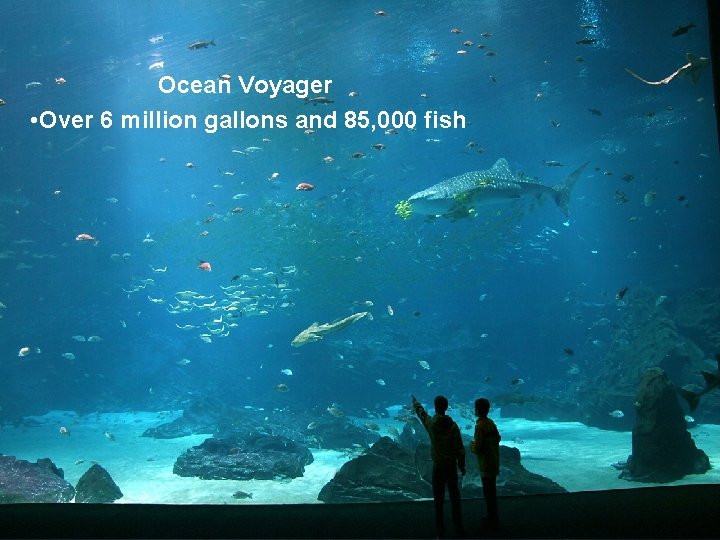 Ocean Voyager • Over 6 million gallons and 85, 000 fish 