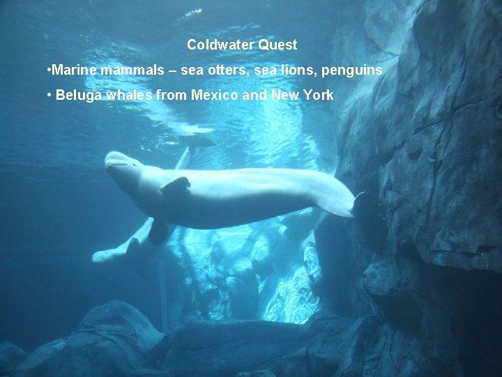 Galleries –Coldwater Cold. Quest Water Quest • Marine mammals – sea otters, sea lions,