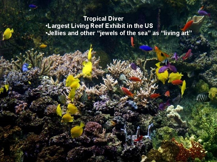Tropical Diver Galleries Tropical Diver • Largest Living – Reef Exhibit in the US